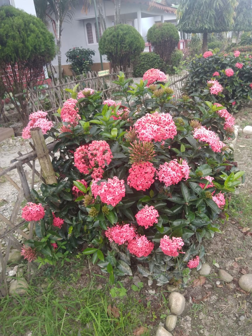 Gorumara Nature's Cottage Photo